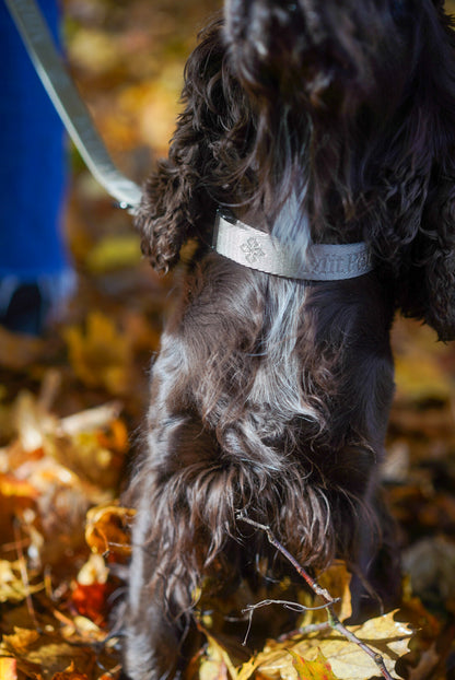 Hundehalsband Nera